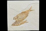 Multiple Knightia Fossil Fish - Wyoming #74133-1
